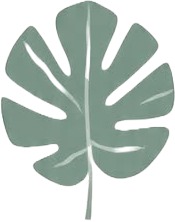 a green leaf on a white background 2.jpg